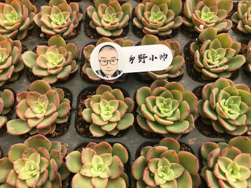 新品多肉大量到货，品种多状态美，你心动了吗？
