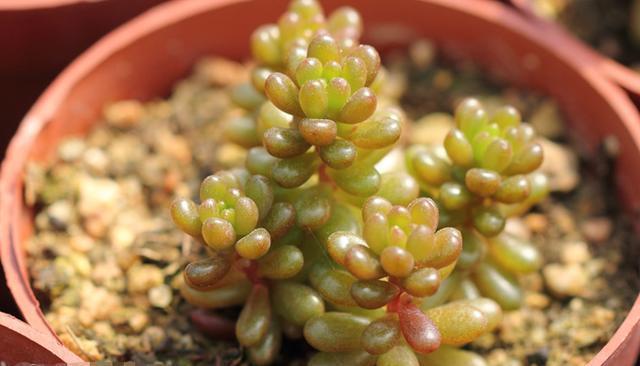 浆果|多肉雅乐之舞、紫珍珠、浆果,颜值爆表,养护却不难!