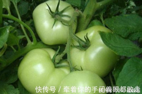 西红柿|西红柿被称为“长寿果”,吃对了,延年益寿,吃错还有致癌的风险