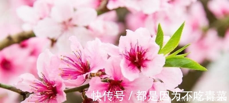 白居易|元稹的《桃花》和《菊花》，写得无比凄美，同时也很是悲伤！