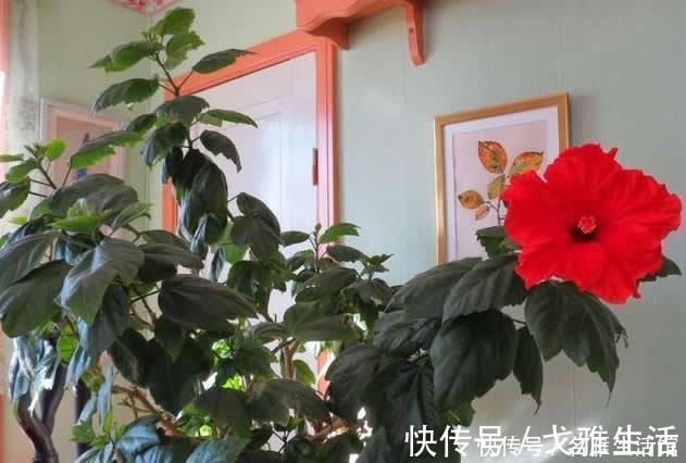 光照|这1种“花期”最长的植物，俗称“大红花”，花如拳头大，开300天