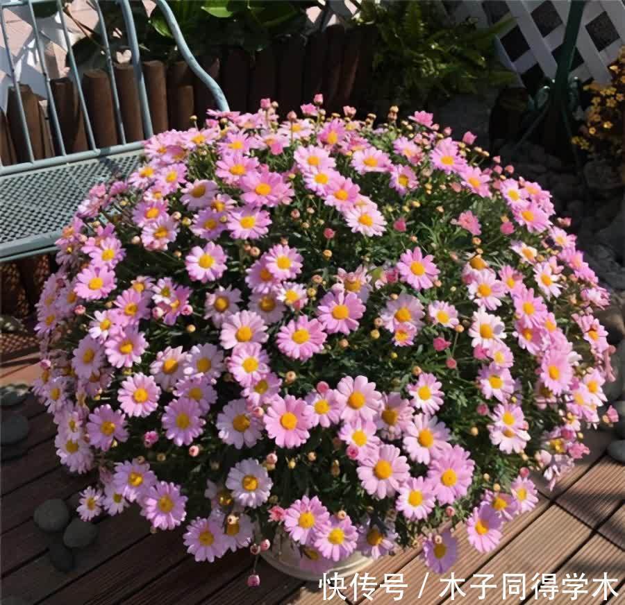 春天养玛格丽特,3多1少“爆花”小技巧,先长草球,再爆花球