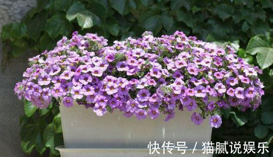 这9种花园，随便1个都美上天了，有一种这辈子就满足了！