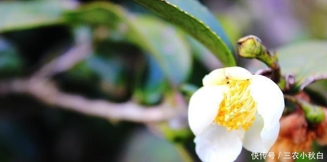 ÏËά|Ò»ÖÖÒ°¹ûÓªÑø¼ÛÖµ·Ç³£¸ßº¬°±»ùËá¡¢ÉÅʳÏËά¡¢Î¬ÉúËØC¼°¸ÆÔªËØ