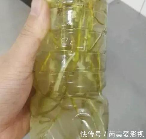 家里养花用它们做肥料,既能个个长爆盆,还能省下不少买肥钱