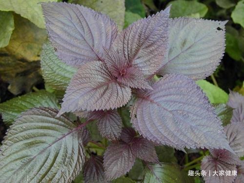 紫苏叶|一片小小紫苏叶，竟有治病大功效！学会7种祛病妙方，受益终生！