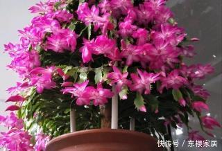 蟹爪兰有5怕,了解掌握,不黄叶不掉花苞,越长越旺!