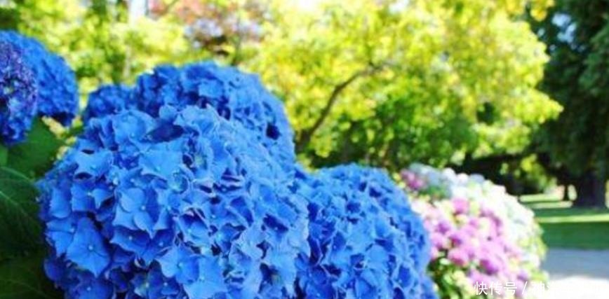 焦枯|养好绣球花,掌握这些“小技能”,花叶不焦枯,年年有花看