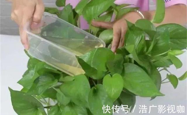 技巧|浇水、施肥不正确,极易土壤板结,教你2个技巧,下次碰到不着急