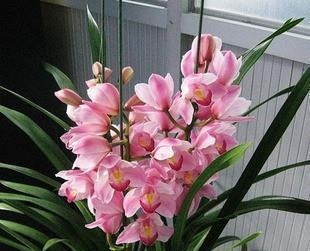 夏天兰花有4“怕”，现在避开还不晚，安全度夏叶油绿