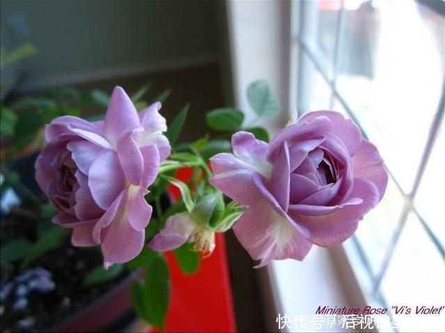 20款紫色月季品种。浓香、抗病非常好养,天然紫色唯美盛开