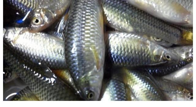 江西水库麦穗鱼泛滥？其实它已入侵34国，欧洲早就成“重灾区”