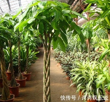 有钱人最喜欢的三种树,养在家里既能招财又能接好运,好看又好养