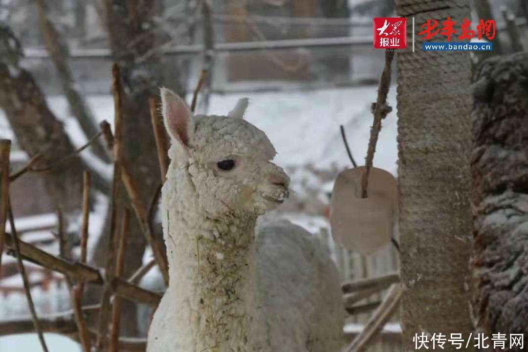 @潍坊人 银装素裹尽妖娆！一起线上打卡各地景区冰雪美景