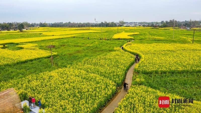 百亩油菜花竞相绽放来成都崇州赴一场赏花之约