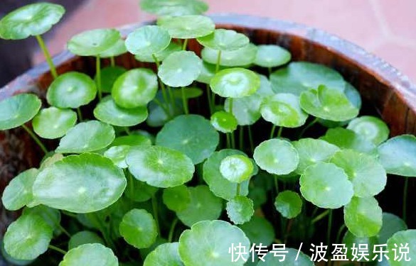 黄叶|水培铜钱草为什么总是黄叶,注意两点就可以挽救,叶片恢复生机