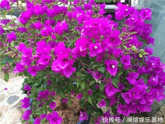 养护|在院子里“粗”养的三角梅，9月满树开花朵，养护有3个关键点