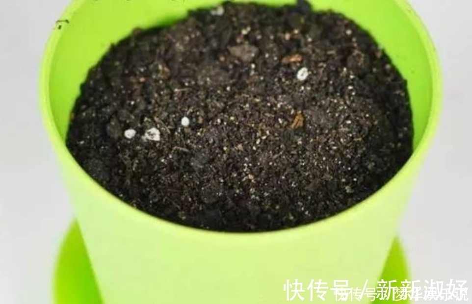 小虫子|花盆里出现小黑飞怎么办?只用2招,全部清除干净