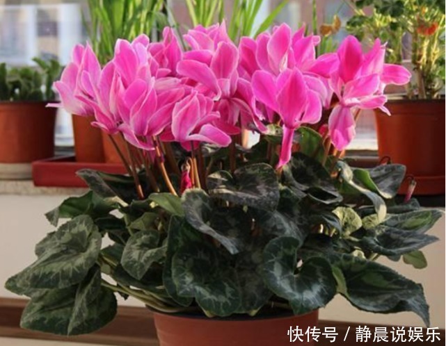 夏天“牛奶”过期,多做“一步”来浇花,土壤疏松肥沃,养啥都旺