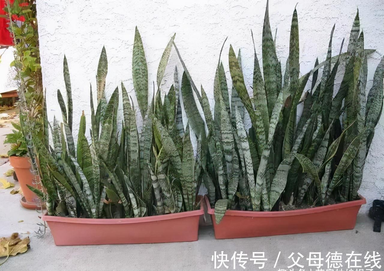 虎皮兰繁殖成活率高,而且好养活,按这3个方面来做,养出好状态