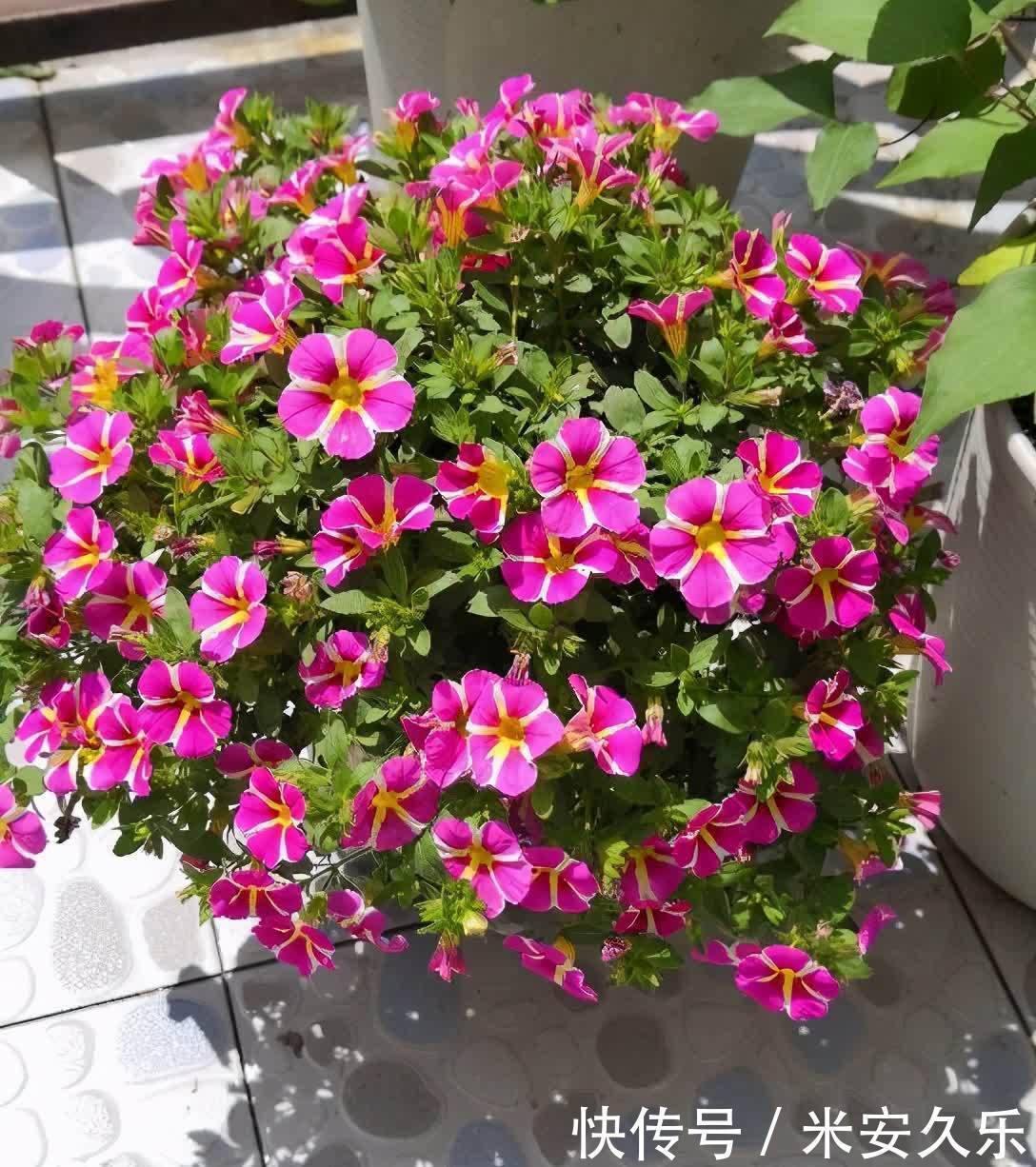 阳台上|百万小铃这样养,美得不要不要的,冠幅大开花多,阳台太美了