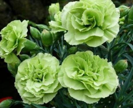 营养物质|养盆康乃馨,10天一口“花激素”,花大、颜色亮,美过“大牡丹