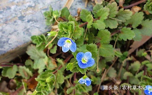 农田|入侵多年,常对农田作恶,却不知是珍贵的“补肾草”