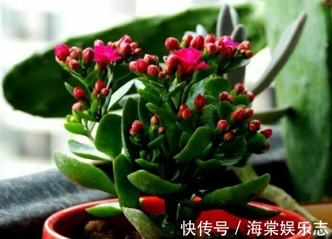 长寿花放在暗屋子里，对开花不好！小花匠教你养好长寿花！