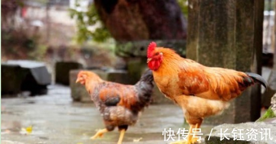 牲畜$老人常说的“鸡不过六,犬不过八”,主要讲述的是什么