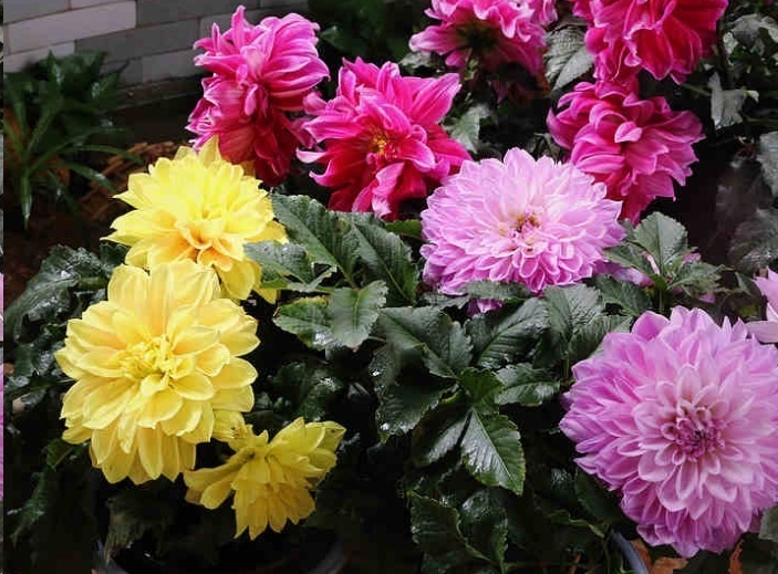 风信子|这18种超级好养的植物,养花新手也能养的很好!