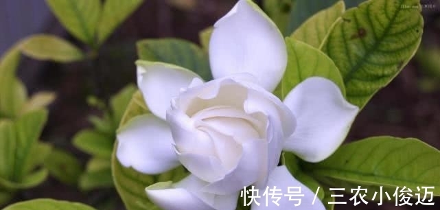 根系|栀子花养了好几年就是不开花, 做足这两点, 年年都爆盆