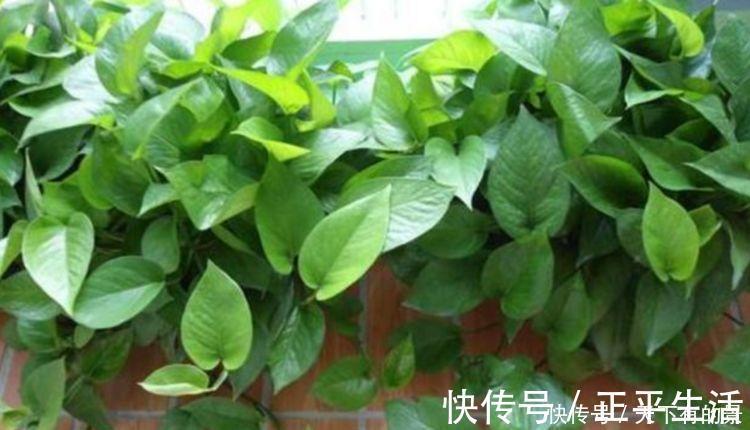 清新|养花,花也养人,4种花家养里,空气清新,还有助于睡眠!