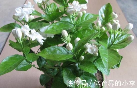 茉莉秋冬盆栽该注意什么？落实好这6点，低温环境不用担心