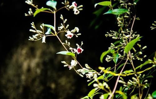 立春養生，這些知識要知道