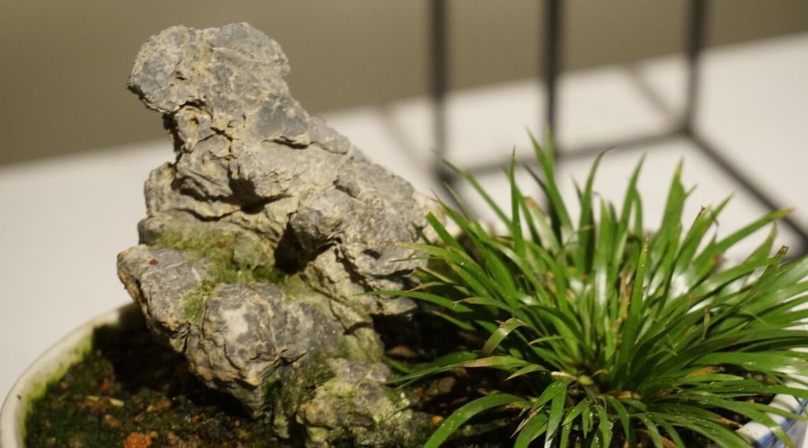 7种花喜欢水,不怕浇死了,浇得越多叶子嗖嗖长,花更漂亮