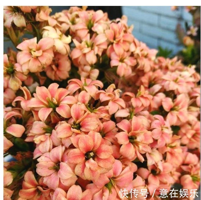 营养物质|养长寿花,配土加1料,长寿花吃得很欢,不停爆花,变成大花球!