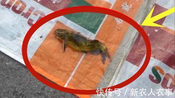 广东俩男子野钓爆护,直接在马路边摆摊叫卖,引来众人纷纷围观