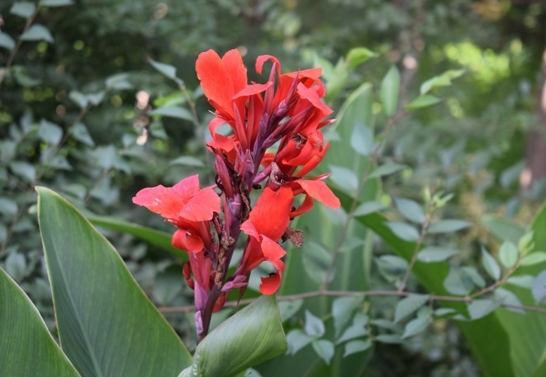 喜事|五年内运势将一路走高,喜事绵绵的生肖,财气大红大紫,上天眷顾