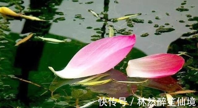 杜牧|唐朝最“肉麻”的一首诗,全诗仅20字,却道尽相思的苦楚