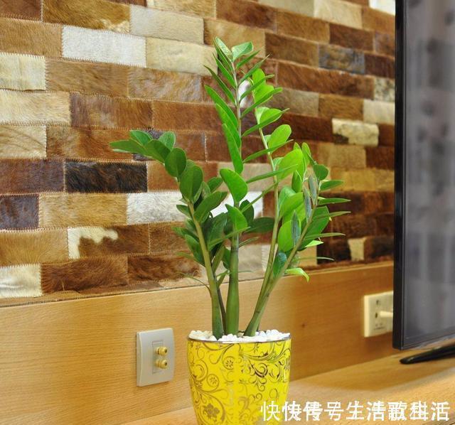 幸福树|不管什么花都放在阳台上，太拥挤了，这几种花放在客厅寓意更佳
