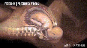 顺产|顺产分娩时,宝宝咋从产道中爬出来的带你看清全过程,真心不易