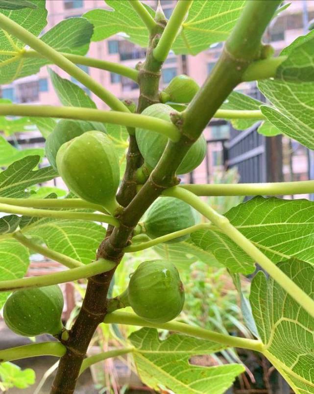 问园丁大爷要的无花果枝条，消毒后插土里，很快就生根