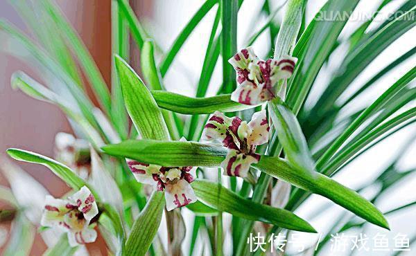 浇水|新手想养兰花吗几种非常适合你