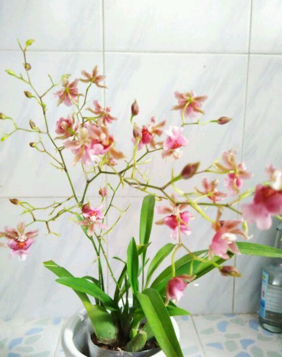 5种“网红”年宵花,个个都“吉祥”,寓意好颜值高,快去摆一盆