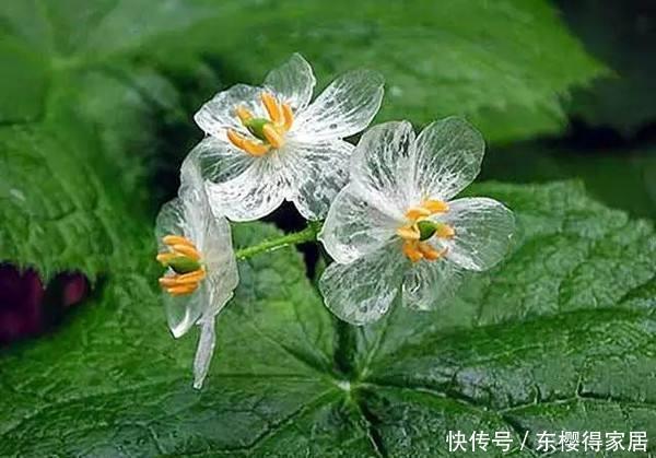 这花雨水变透明，稀有又珍贵，一般生长在野外，小巧可爱真漂亮