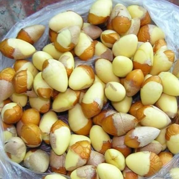 银杏|阜阳已出现！不要吃！有毒！