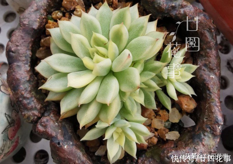 烂根|多肉度夏别折腾，不求美丽，但求平安，注意5点轻松“过关”