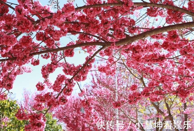 种植园|云南发现中国最美樱花 实现著名植物学家蔡希陶36年前嘱托