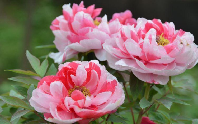 阳台|阳台选此4款花卉,四季开花不停,花香四溢香满屋