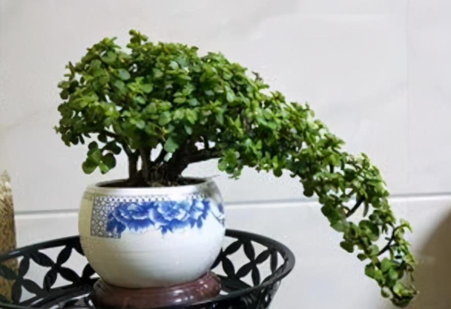 想养金枝玉叶悬崖桩？从一根枝条开始，简单几步操作，养成悬崖桩